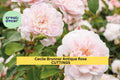 Cecile Brunner Rose Cuttings – Pink Blooming Heirloom Variety – Rosa ‘Cecile Brunner’ – Garden, Cottage, Climbing Rose Propagation