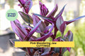 5 Tradescantia Nanouk Unrooted Cuttings – Pink, Green & Purple Variegated Foliage, Trailing Houseplant, Propagation Stems