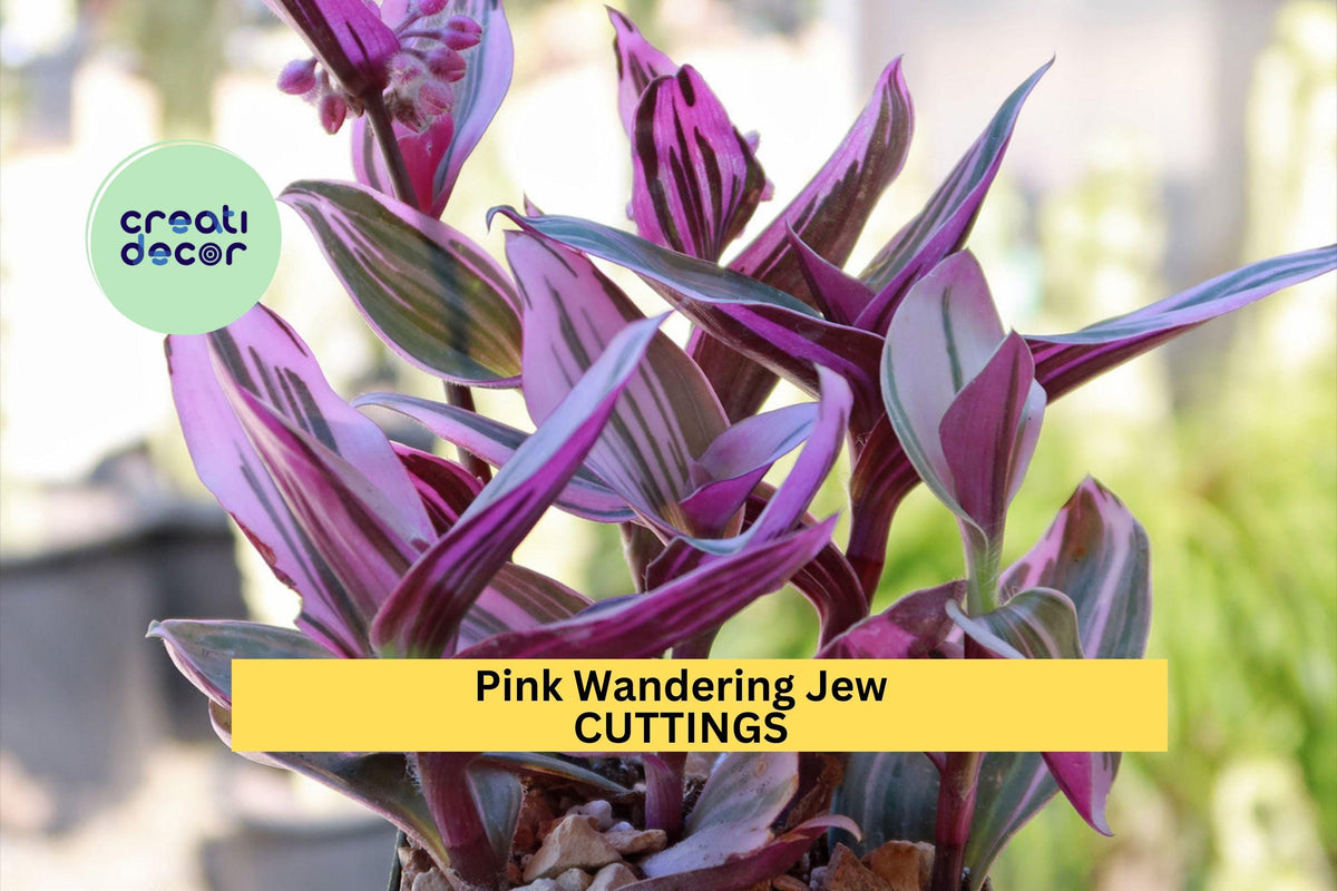 5 Tradescantia Nanouk Unrooted Cuttings – Pink, Green & Purple Variegated Foliage, Trailing Houseplant, Propagation Stems