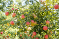 Fuji Apple Tree Live Plant Bare Root Malus domestica 'Fuji' Fruit Tree for Garden or Orchard