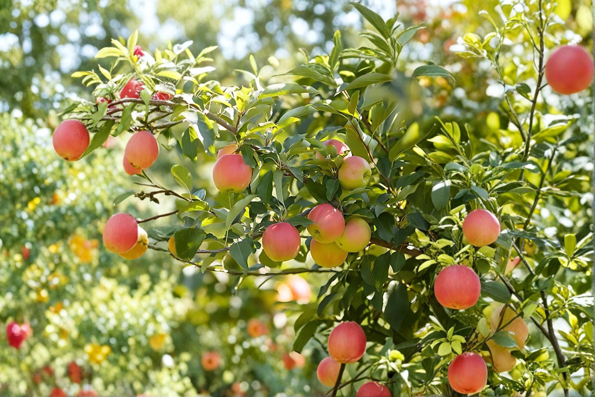 Fuji Apple Tree Live Plant Bare Root Malus domestica 'Fuji' Fruit Tree for Garden or Orchard