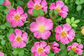Prairie Wild Rose Seeds Rosa arkansana Native Shrub Pink Flowers for Gardens & Wildlife (10 Pack)