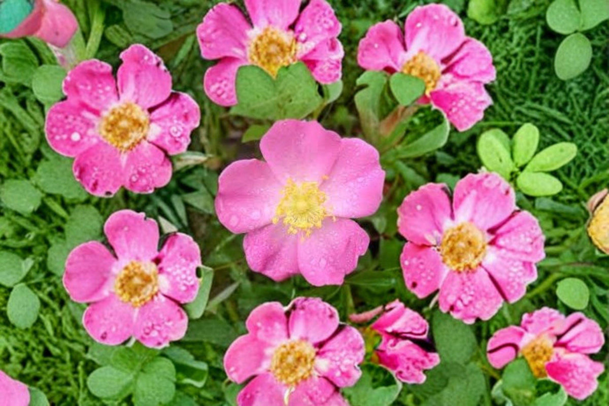 Prairie Wild Rose Seeds Rosa arkansana Native Shrub Pink Flowers for Gardens & Wildlife (10 Pack)