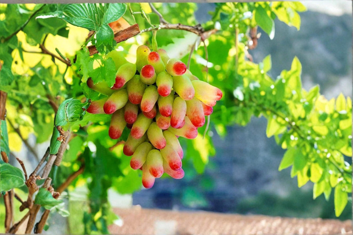 Halloween Fingers Grape Cuttings, Vitis vinifera ‘Manicure Finger’, Unrooted Vine Propagation, 6-8 Inches