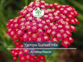 1500 Seeds Yarrow Sunset Mix Achillea millefolium Perennial Drought-Tolerant Wildflower Garden Pollinator-Friendly