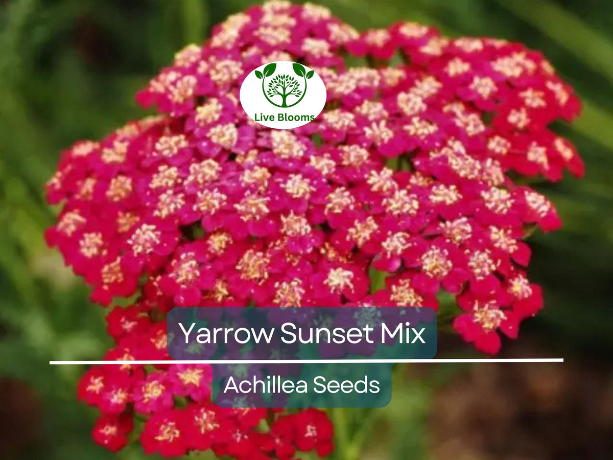1500 Seeds Yarrow Sunset Mix Achillea millefolium Perennial Drought-Tolerant Wildflower Garden Pollinator-Friendly