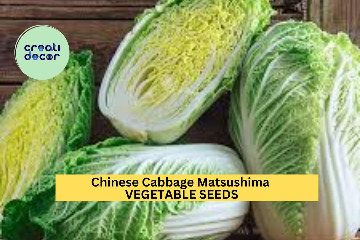 3pcs 500mg Matsushima Chinese Cabbage Seeds Brassica rapa Pekinensis for Garden Beds & Containers