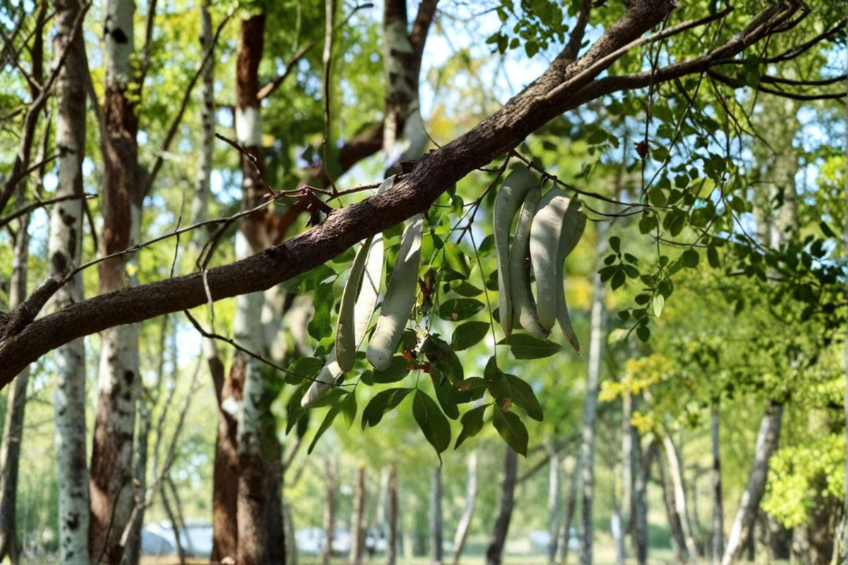 Chinese Honeylocust Seeds – Gleditsia sinensis, Ornamental Drought-Tolerant Tree, Medicinal & Cultural Plant, Fast-Growing