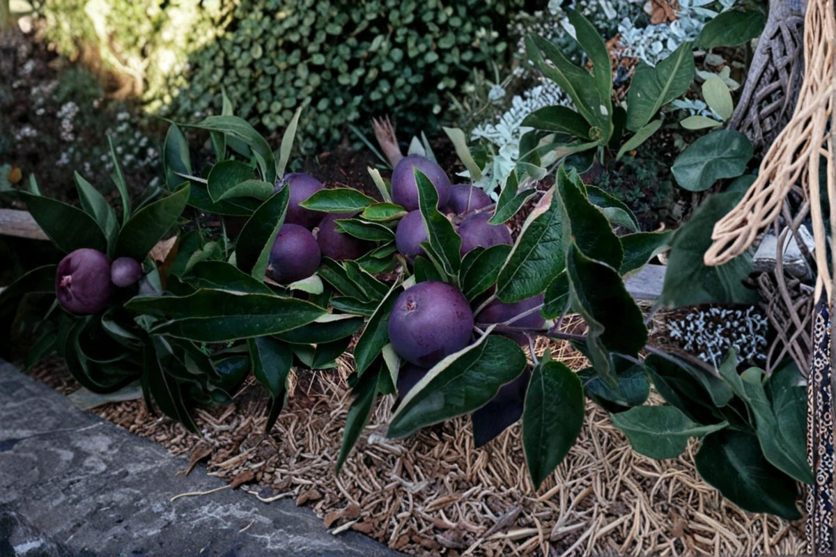 Black Diamond Apple Tree Cutting, Malus domestica, Unrooted Fruit Tree Propagation, Full Sun, Deciduous Orchard Tree