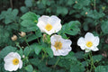 25 Rosa rugosa alba Seeds – White Beach Rose, Fragrant Shrub, Hardy Deciduous Plant, Coastal Garden, Wildlife Friendly