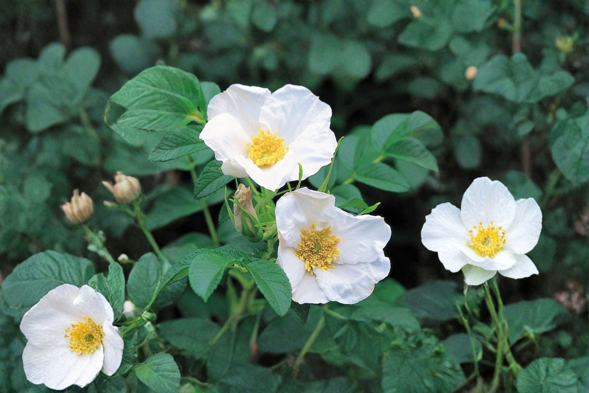 25 Rosa rugosa alba Seeds – White Beach Rose, Fragrant Shrub, Hardy Deciduous Plant, Coastal Garden, Wildlife Friendly