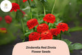 Zinnia Seeds – Zinderella Red Double Pompon Blooms – Heirloom Non-GMO Zinnia elegans for Cutting Flowers & Pollinator Garden
