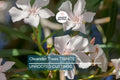 White Oleander Live Cuttings – 7 Unrooted 6-Inch Plants, Fast-Growing Evergreen Shrub with Elegant White Flowers, Nerium Oleander, USDA Zones 8-10