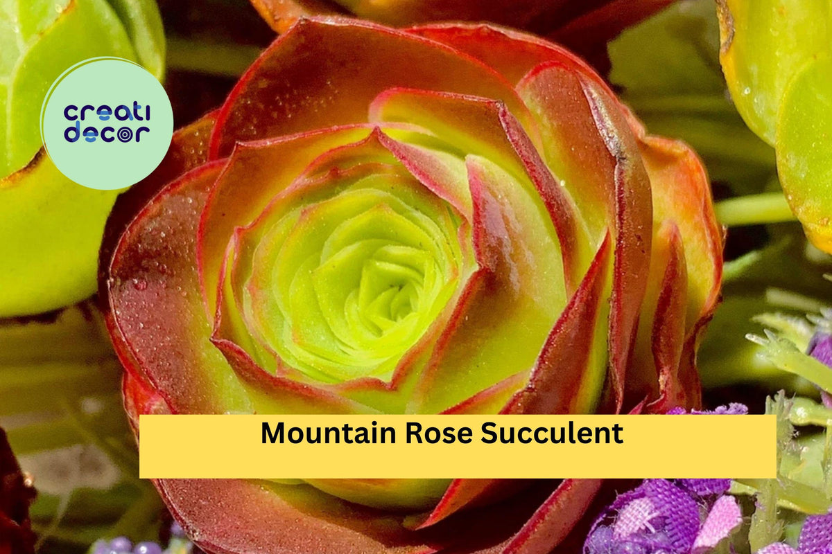 Mountain Rose Succulent Set | 6-Pack Echeveria ‘Mountain Rose’ Live Succulents for Containers & Gifts