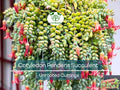 Unrooted Succulent Cuttings 3-4 Inches Cotyledon pendens Propagation Plants for Indoor & Outdoor Gardens