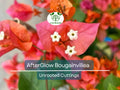 12 Organic Unrooted Pink Orange After Glow Bougainvillea Cuttings – Vibrant, Healthy Propagation Material for Gardens & Containers