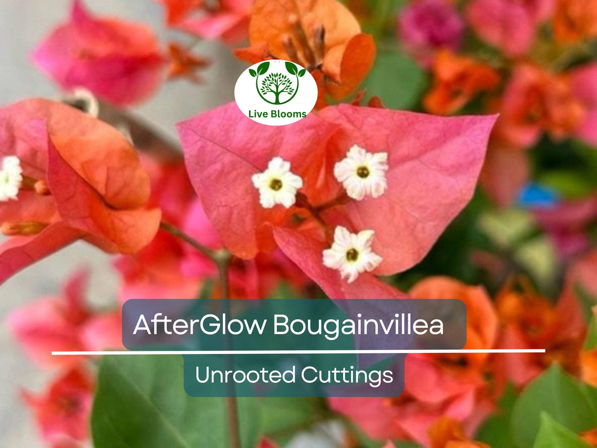 12 Organic Unrooted Pink Orange After Glow Bougainvillea Cuttings – Vibrant, Healthy Propagation Material for Gardens & Containers