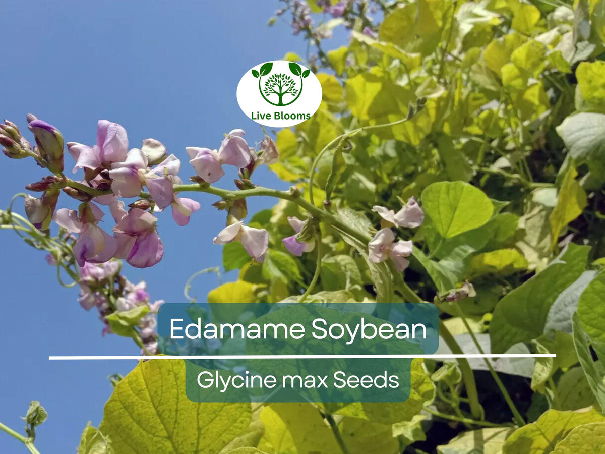 Edamame Soybean Seeds 10-Pack, Be Sweet Variety, Glycine max, Non-GMO, Japanese Vegetable for Home Gardening