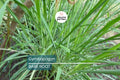 Bare Root Lemongrass Plants Cymbopogon citratus, Easy-to-Grow Culinary Herb, Aromatic Perennial Grass