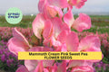 50+ Mammoth Cream Pink Sweet Pea Seeds – Large Fragrant Blooms for Garden Planting, Climbing Vines for Trellises & Bouquets – USA