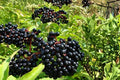 Elderberry Plants Bare Root 12-18" Sambucus spp. Berry Shrub for Edible Gardens & Landscaping