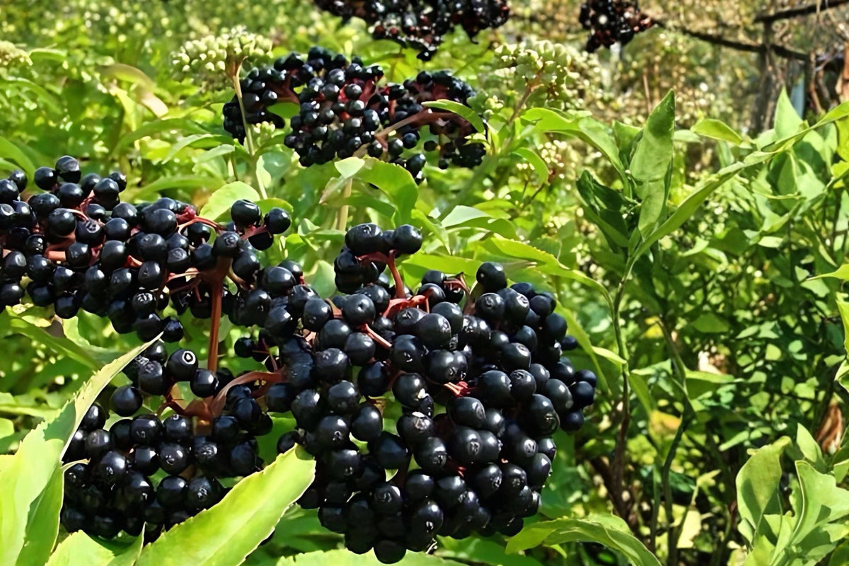 Elderberry Plants Bare Root 12-18" Sambucus spp. Berry Shrub for Edible Gardens & Landscaping