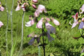 Calico Beardtongue Seeds – Penstemon calycosus Native Wildflower for Pollinator Gardens, 100 Seeds