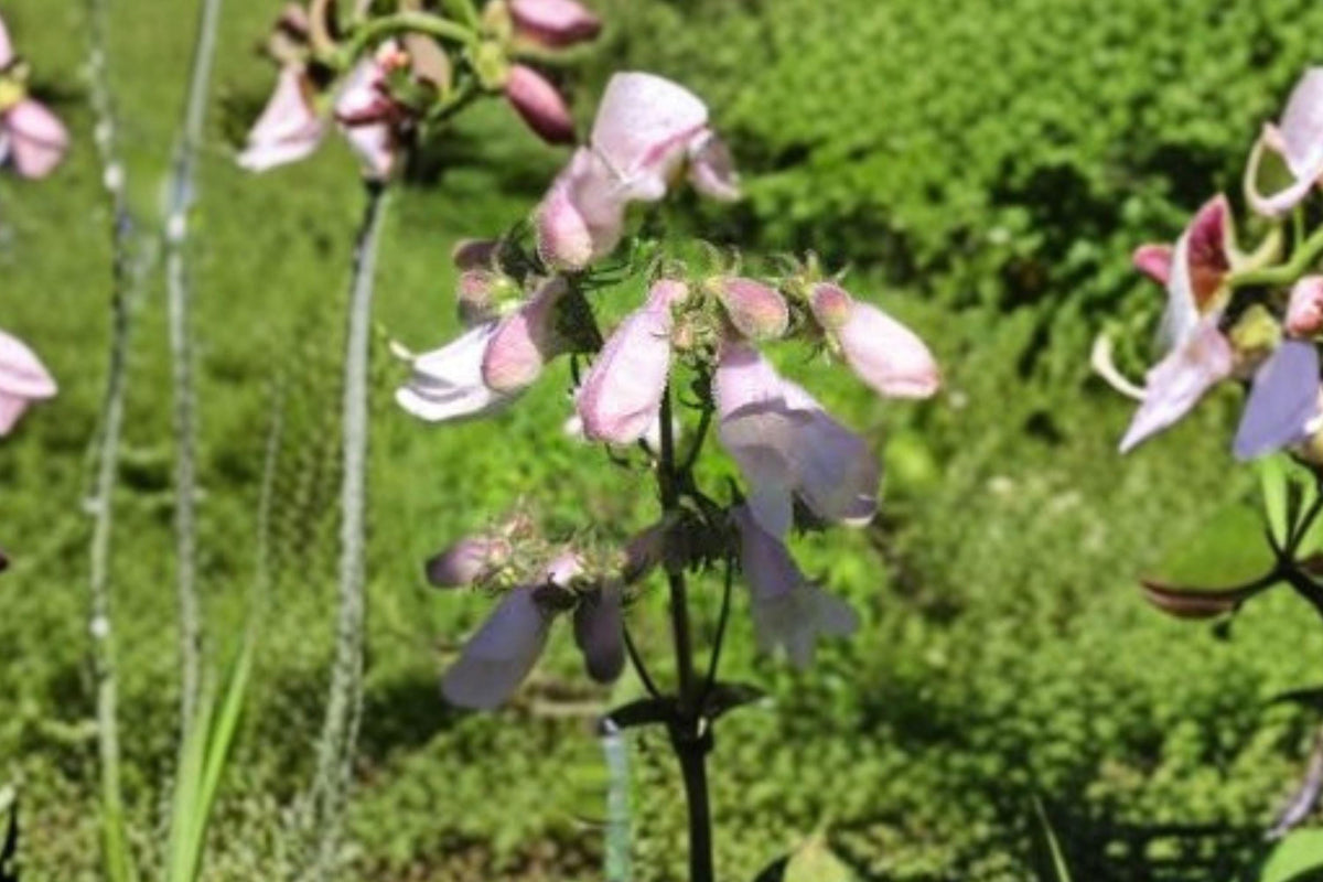 Calico Beardtongue Seeds – Penstemon calycosus Native Wildflower for Pollinator Gardens, 100 Seeds