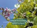 Edamame Soybean Seeds 10-Pack "Be Sweet" Glycine max Non-GMO Asian Vegetable for Home Gardening
