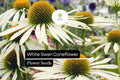 White Swan Coneflower Seeds | Echinacea purpurea 'White Swan' | White Daisy Flowers for Gardens & Borders