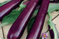 Long Purple Eggplant Seeds - Heirloom Slim Variety, Solanum melongena, 50 Seeds for Stir-Fry, Grilling, Roasting, Garden Growth