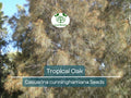 50 Tropical Oak Tree Seeds Casuarina cunninghamiana She-Oak Evergreen Fast-Growing Landscaping