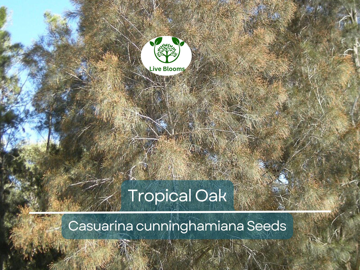 50 Tropical Oak Tree Seeds Casuarina cunninghamiana She-Oak Evergreen Fast-Growing Landscaping