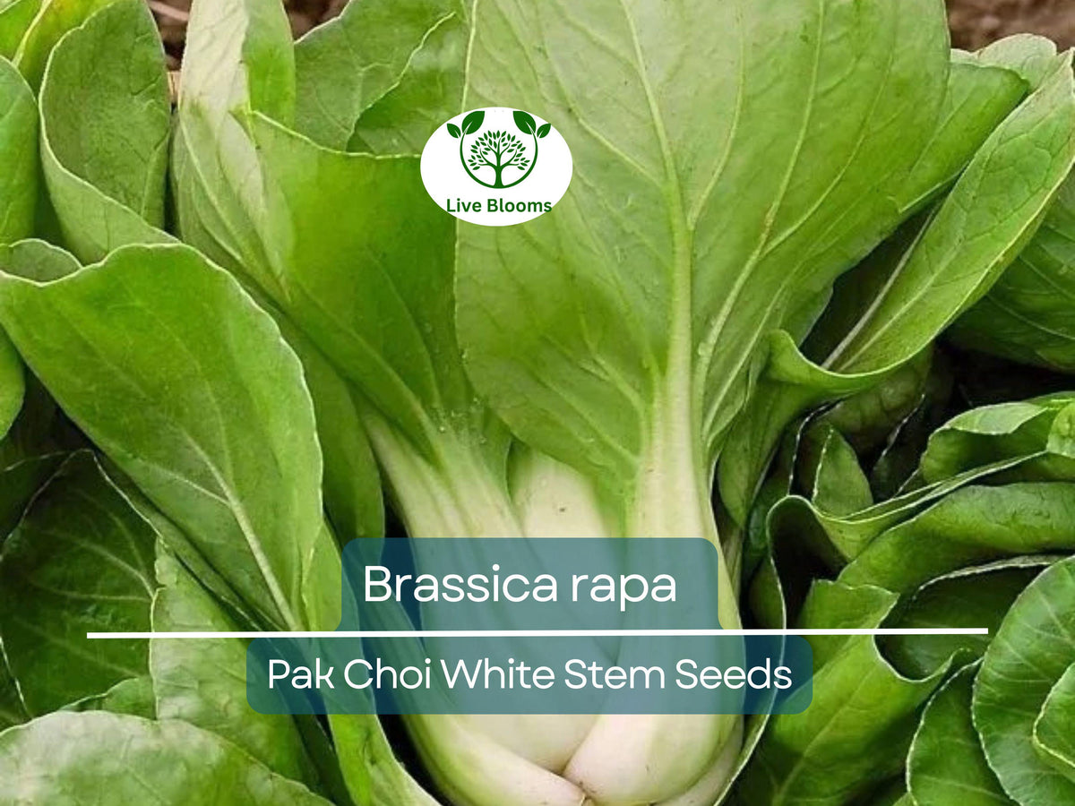 Pak Choi White Stem Seeds – Brassica rapa, Crisp Tender Asian Greens for Home Gardens, Cold-Hardy, High Yield, Organic, 400 Seeds
