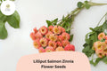 100+ Lilliput Salmon Zinnia Seeds – Compact Annual for Borders, Beds & Cut Flowers, Zinnia elegans