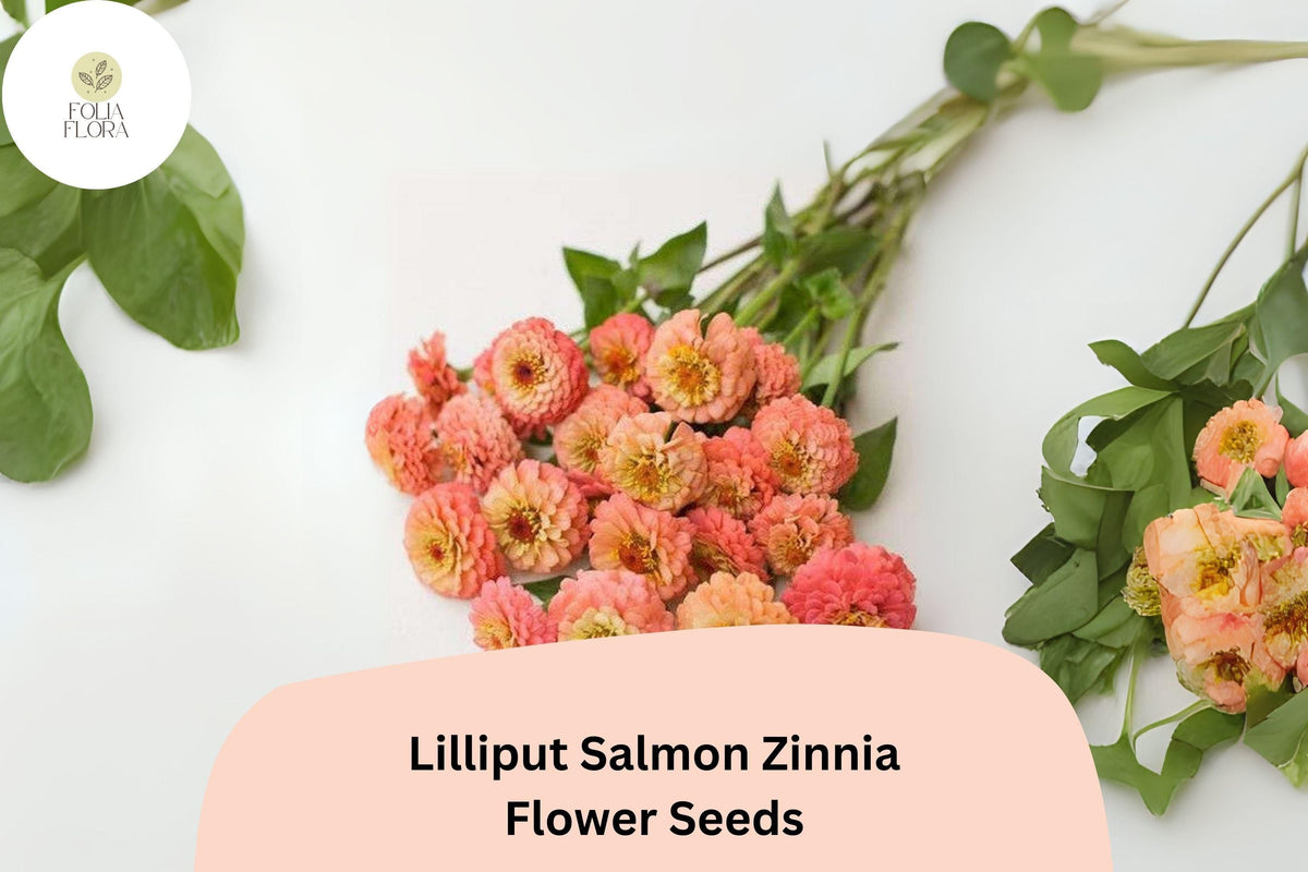 100+ Lilliput Salmon Zinnia Seeds – Compact Annual for Borders, Beds & Cut Flowers, Zinnia elegans