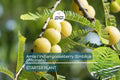 Amla Live Tree, Indian Gooseberry Plant, Emblica officinalis Starter, Tropical Fruit Tree, Ayurvedic Wellness Plant