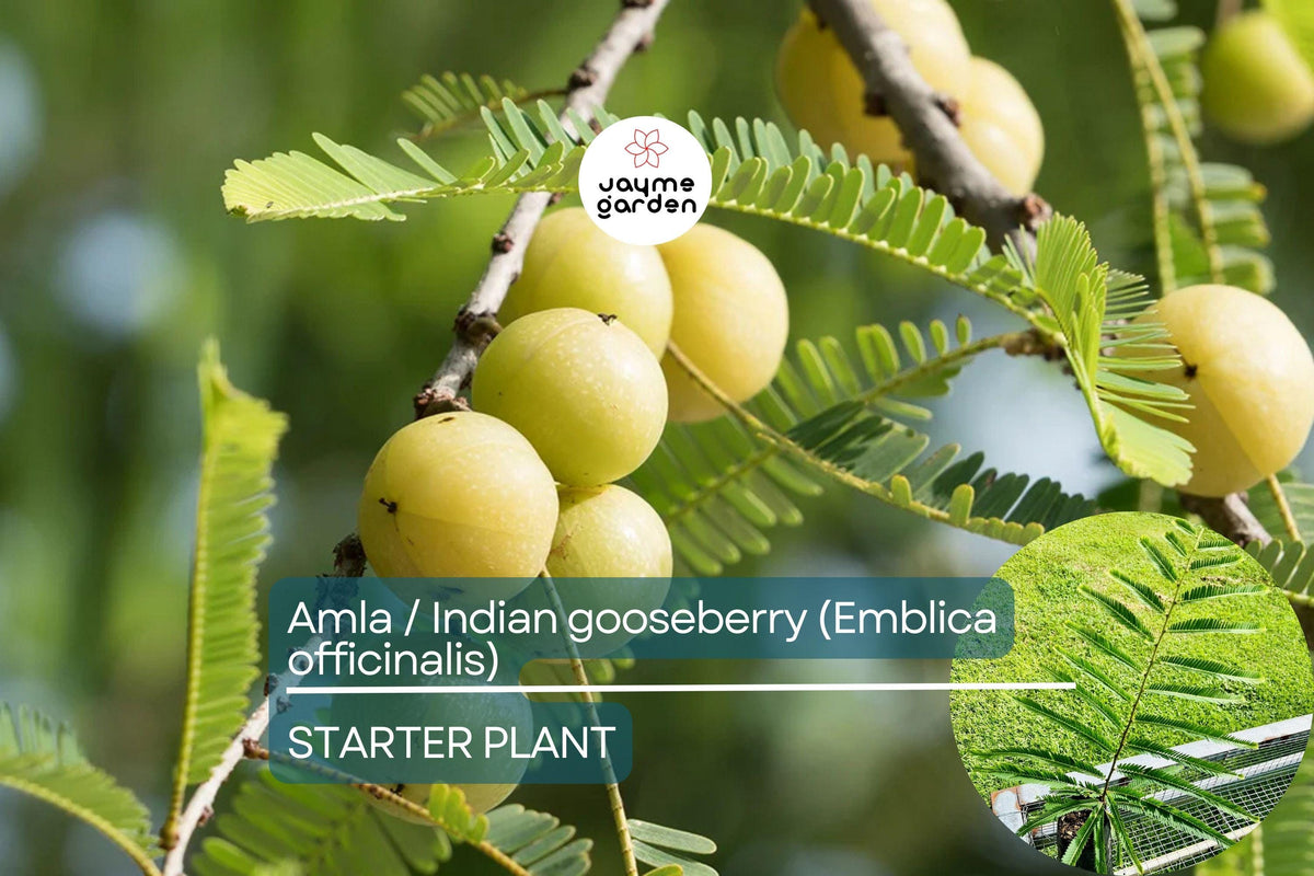 Amla Live Tree, Indian Gooseberry Plant, Emblica officinalis Starter, Tropical Fruit Tree, Ayurvedic Wellness Plant