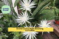 Epiphyllum hookeri Night-Blooming Orchid Cactus Cuttings – Unrooted Trailing Stems for Hanging Baskets & Tropical Displays