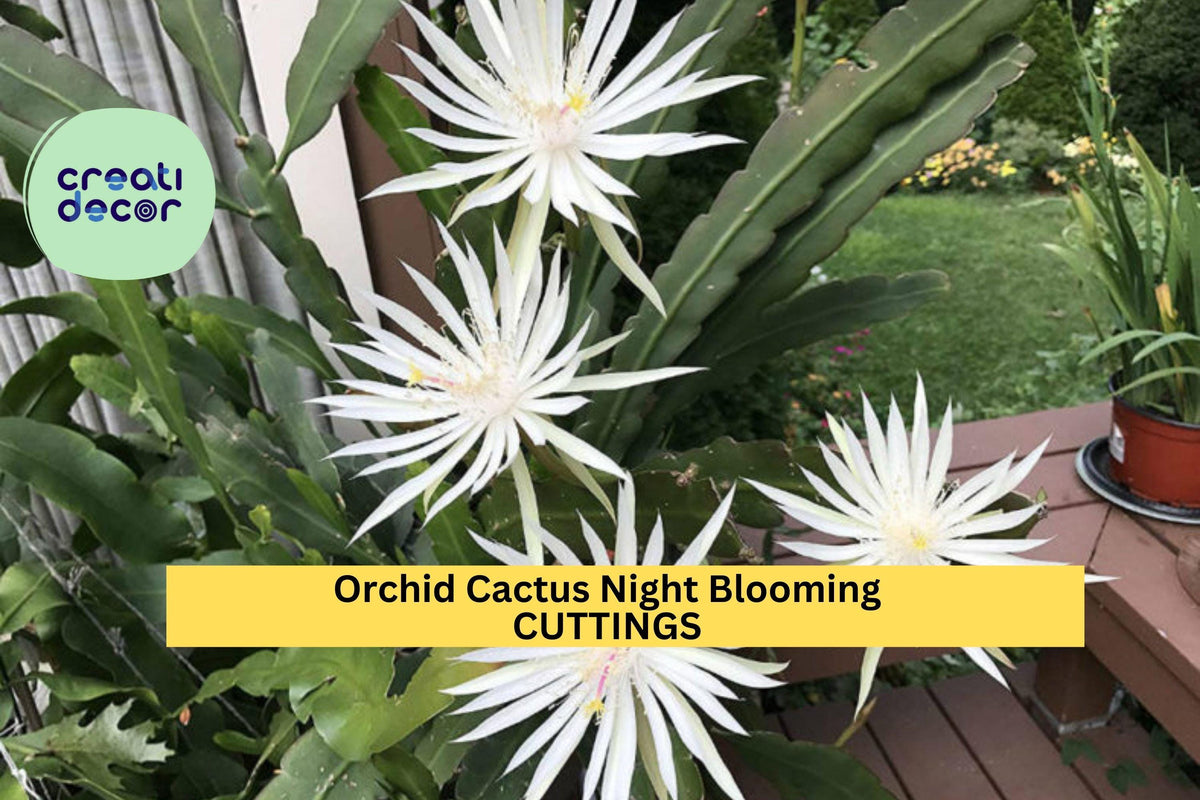 Epiphyllum hookeri Night-Blooming Orchid Cactus Cuttings – Unrooted Trailing Stems for Hanging Baskets & Tropical Displays