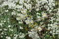 Boltonia asteroides Seeds – White Wildflower for Pollinators – Native Perennial for Meadows, Rain Gardens & Borders
