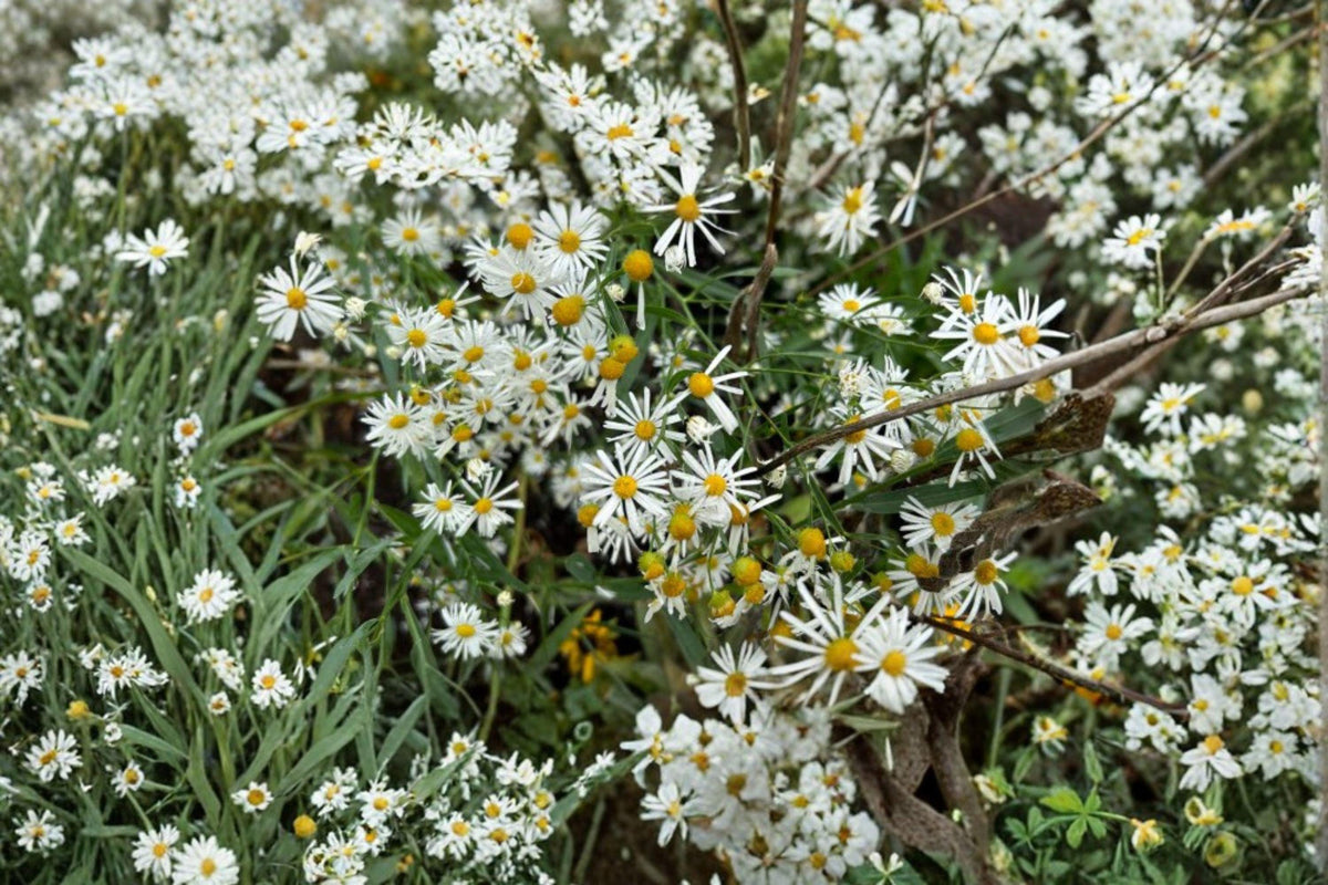 Boltonia asteroides Seeds – White Wildflower for Pollinators – Native Perennial for Meadows, Rain Gardens & Borders