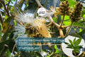 Jumbo Ice Cream Bean Tree Live Plant | Inga edulis Tropical Fruit Tree with Vanilla-Flavored Pods | Shade & Agroforestry