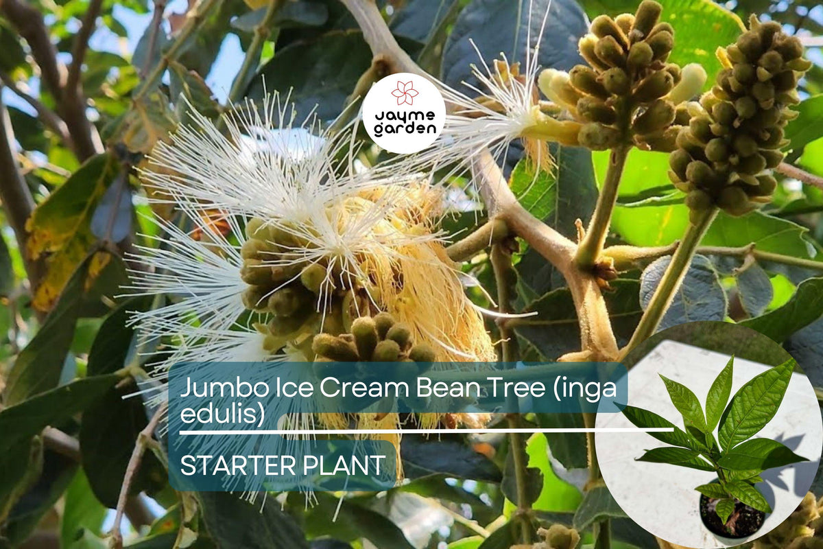 Jumbo Ice Cream Bean Tree Live Plant | Inga edulis Tropical Fruit Tree with Vanilla-Flavored Pods | Shade & Agroforestry