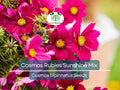 Cosmos bipinnatus Seeds – Rubies Sunshine Mix, Colorful Wildflower, Pollinator-Attracting, Non-GMO, Perennial Garden Plant, Drought-Tolerant