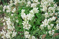 Pussytoes Seeds – Native Ground Cover Wildflower, Antennaria plantaginifolia / parvifolia, Drought-Tolerant, Pollinator-Friendly, 100 Seeds