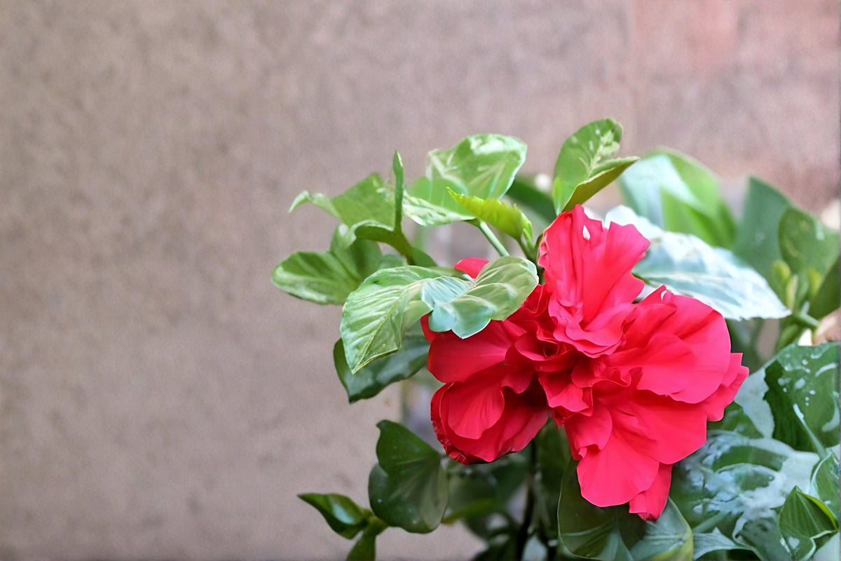 Red Althea Live Plants – Hibiscus syriacus, Rose of Sharon Shrub, 2ft Tall, Red Flowers, Deciduous Flowering Bush