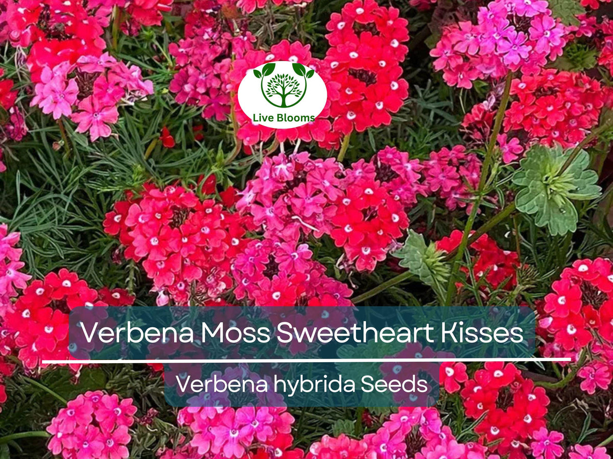 100 Seeds Verbena Moss Sweetheart Kisses (Verbena hybrida) Perennial Flowers for Bees & Butterflies, Vibrant Garden Blooms