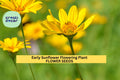 3pcs Early Sunflower Seeds, Bright Yellow Blooms, Helianthus annuus, Fast-Growing Pollinator-Friendly Garden Flower Seeds