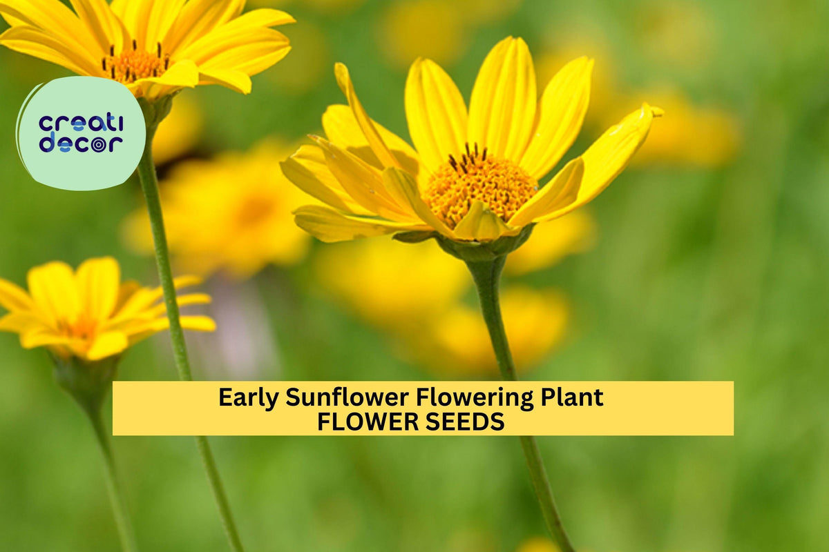 3pcs Early Sunflower Seeds, Bright Yellow Blooms, Helianthus annuus, Fast-Growing Pollinator-Friendly Garden Flower Seeds